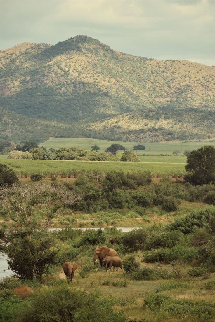 IS GREEN AFRICA POSSIBLE, IMAGINE A CONTINENT RUNNING AN AGRO-BASED AND GREEN MACHINERY